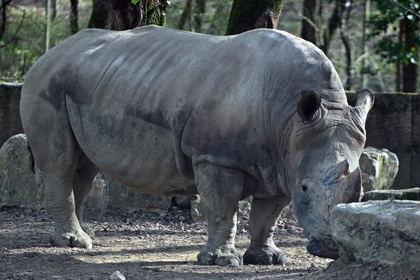 Buldo, le rhinocéros star du zoo African Safari de Plaisance-du-Touch est mort de maladie en novembre 2022. en cours de naturalisation par le Muséum de Toulouse, il viendra enrichir les collections du musée.