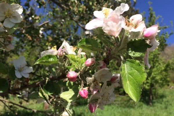 Pommier en fleurs