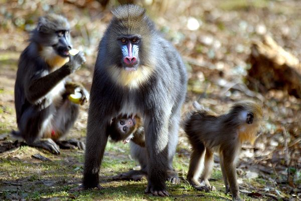 Reportage à la Vallée des Singes pour pour y parler sécurité ce jeudi soir dans le 19/20 de France 3 Poitou-Charentes.