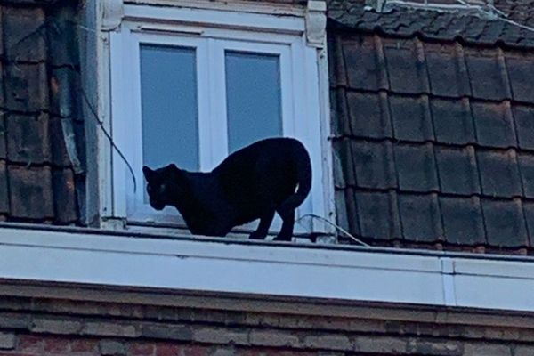 La panthère noire échappée sur les toits d'Armentières le 18 septembre.