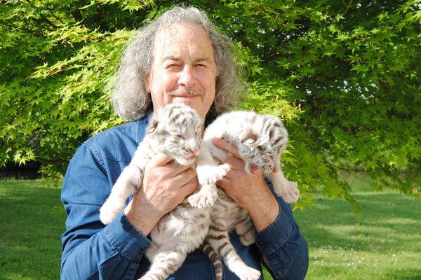 Nita et Kinaï, dans les bras de leur protecteur Remy Demantes , deux bébés tigres blancs, nés le 5 mai dernier.