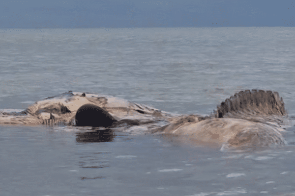 La carcasse d'une baleine a été découverte, mardi 18 juin, échouée sur une plage d'Agon-Coutainville, dans la Manche.