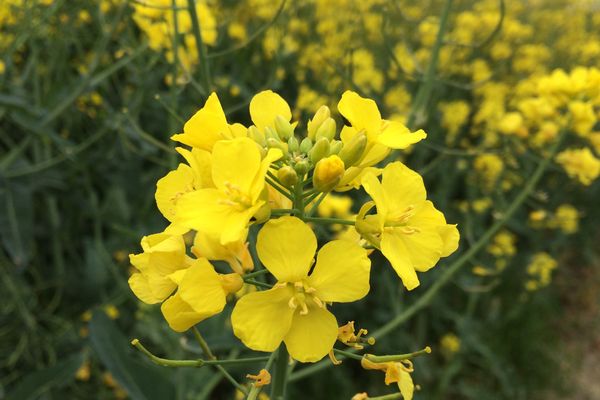 Une fleur de Colza dans un champ de Chauvigny (86)