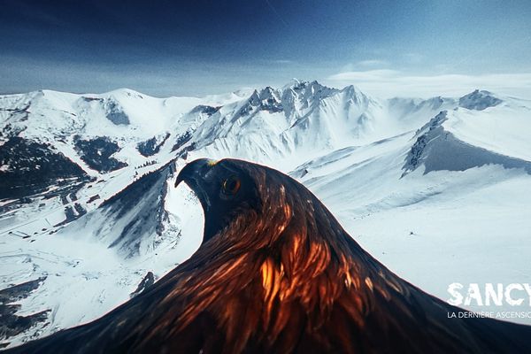 Pour filmer son docu-fiction "Sancy, la dernière ascension", Justin Labattu a embarqué une caméra sur le dos d'un aigle.