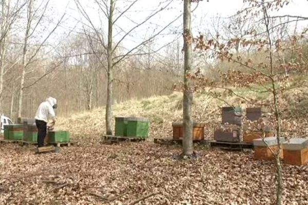 les abeilles sortent de leur hivernage