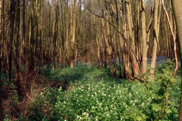 L'agression sexuelle aurait eu lieu à proximité de la forêt de Raismes.