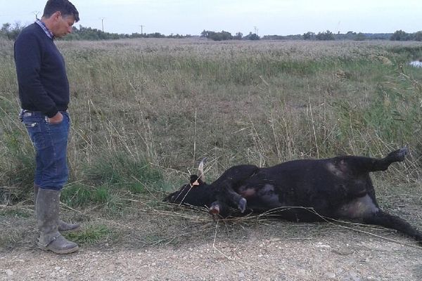 L'éleveur a retrouvé deux de ses taureaux morts au Cailar