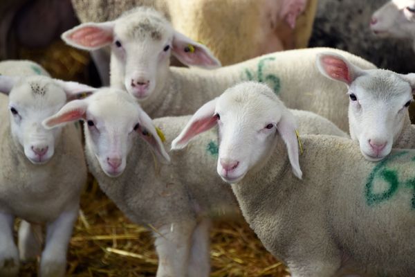 Inquiétude de la filière ovine pour commercialiser la viande d'agneau pour les fêtes de Pâques 