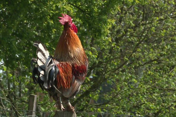 Le chant du coq accueille les visiteurs du parc animalier l'Arche Desnoé