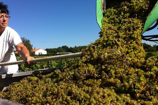 Dans le vignoble nantais ce 23 septembre 2013 les machines à vendanger son entrées en action