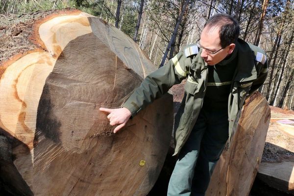 Rencontre avec un technicien forestier. Portrait métier diffusé dans le cadre de l'émission Ensemble c'est mieux (F3/Edend prod)