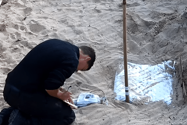 En direct de la zone de ponte de la tortue marine sur la plage de Saint-Aygulf à Fréjus. Prélèvements des données.