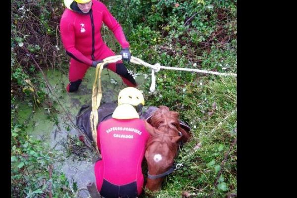 L’équipe SAV du centre de secours de PERIERS EN AUGE est intervenue afin de libérer et dégager le cheval pris au piège au moyen de sangles et du tracteur de la propriétaire.

