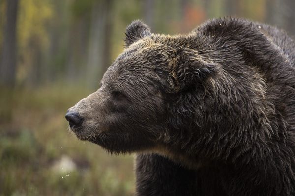 Les ours bruns repeuplent progressivement les Pyrénées.