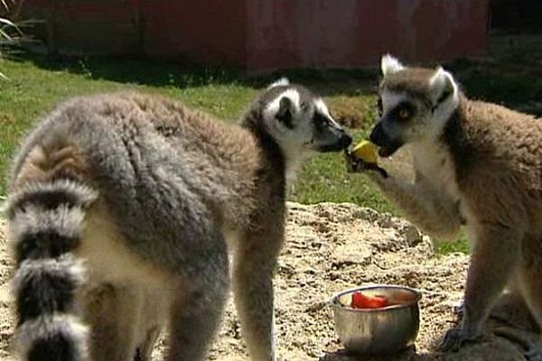 Pour s’assurer que les animaux s’hydratent suffisamment pendant les périodes de canicule, les soigneurs du parc zoologique de l’Auxois, en Côte-d'Or, ont recours à la technique du glaçon. 