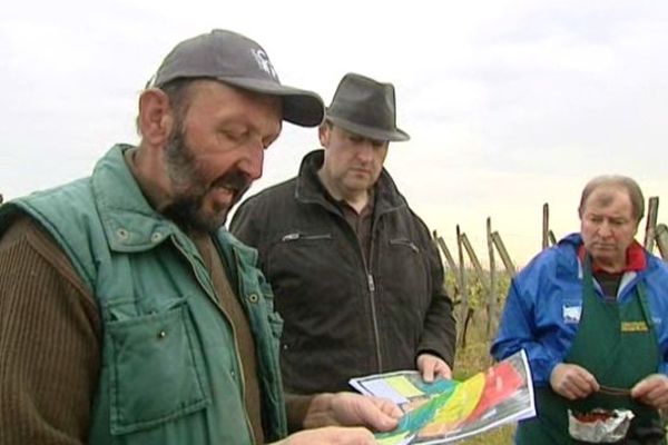 Une méthode douce pour lutter contre deux papillons nuisibles aux grappes de raisin 