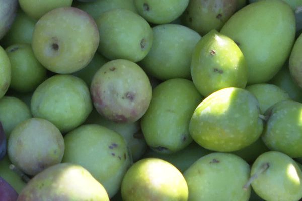 Récolte d'olives à Bourg-Saint-Andéol