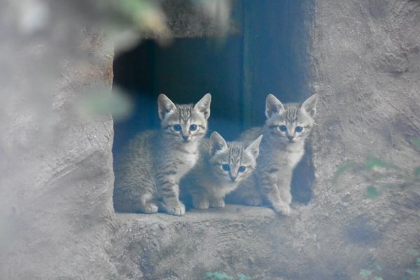 Trois chats de Gordon sont nés en juin dernier au Domaine des Fauves, situé à Fitilieu en Isère.