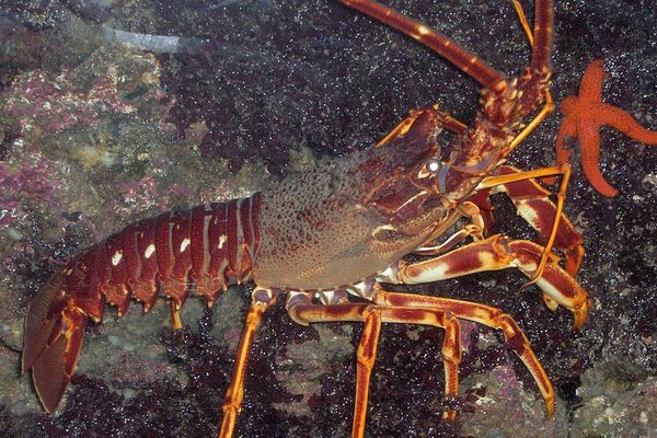 La langouste rouge était très abondante en mer d'Iroise 