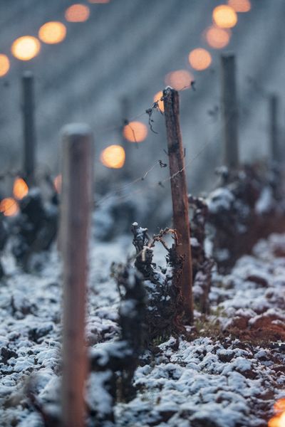 La chaleur du feu pour lutter contre le froid dans les vignes (photo d'illustration).