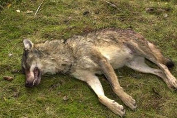 Un loup abattu par un chasseur dans le D voluy