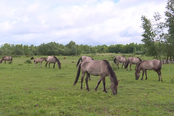 Des chevaux sauvages et des vaches Highland ont été installés sur le site de la réserve naturelle de l'Île du Rhin à Kembs (Haut-Rhin).