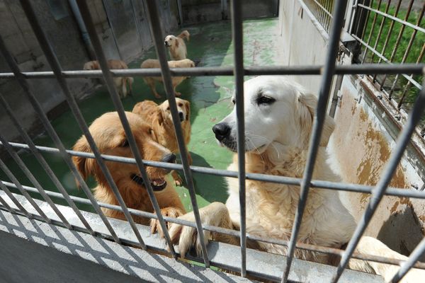 A la SPA de Dunkerque, une centaine de chiens attendent d'être adoptés. 