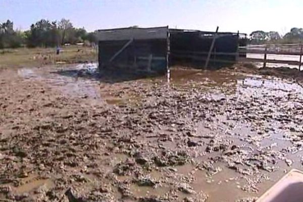 Dans le centre équestre de Mauguio, il faut tout reconstruire ou presque après le passage des inondations