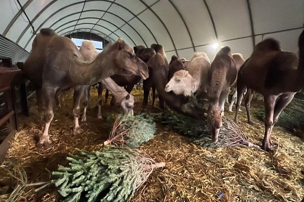 A la Camelerie de Feignies, les chameaux se délectent des coniféres.