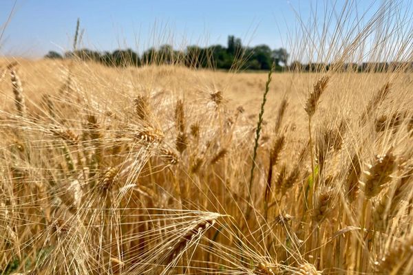 Les cultures devraient bientôt être arrosées en Alsace en cette mi-juin 2023, mais les pluies s'annoncent orageuses, donc idéales pour des sols secs.