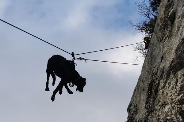 Les chiens ont été repérés sur une paroi rocheuse inaccessible.