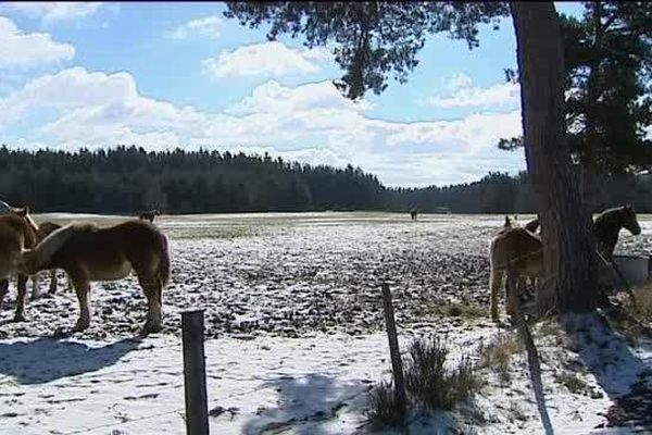 11 000 élevages possèdent des chevaux de trait en France 