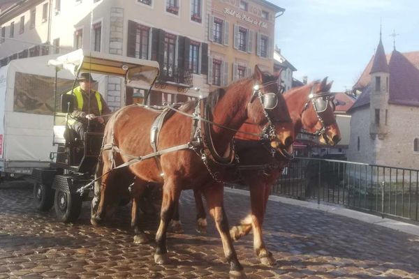 Collecte des sapins de Noël à cheval dans le vieil Annecy