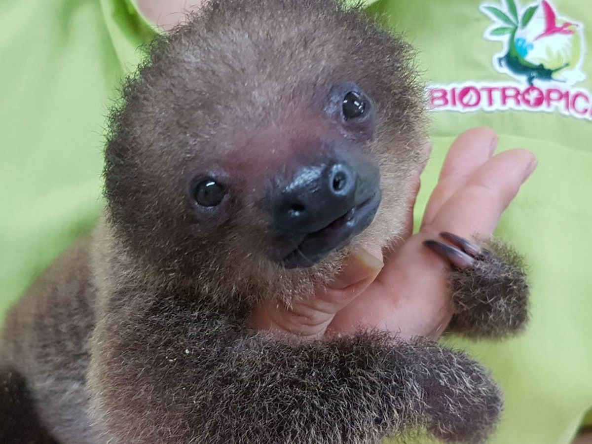 Quatre bébés loutres naines d'Asie au parc animalier d'Auvergne