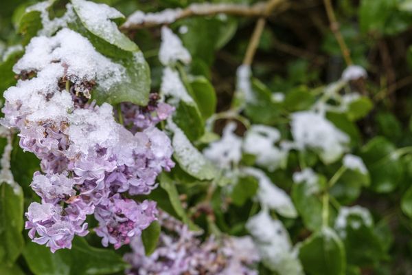 Pour ce premier saint de glace de l'année, les températures sont en nette baisse. Bon! N'exagérons pas; il ne va tout de même pas neiger en Bretagne.