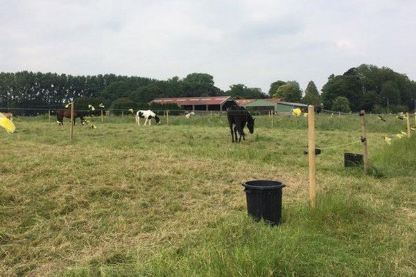 L'accident s'est produit dans les écuries de la Marlière à Linselles