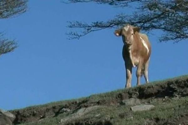 Vache des Albères