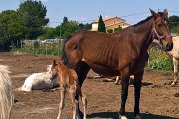 Après la découverte de 27 chevaux et poulains maltraités, la Fondation 30 Millions d’Amis a déposé plainte. 