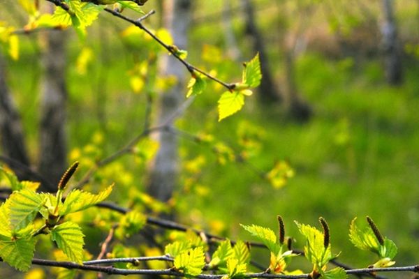 Avec les graminées et les cyprés, les bouleaux sont classés parmi les végétaux les plus allergisants