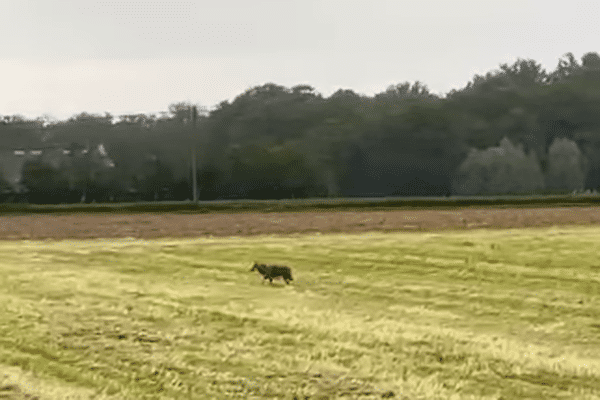 Un loup a été observé dimanche 21 mai à Proven, au nord de Poperinge, en Flandre occidentale.