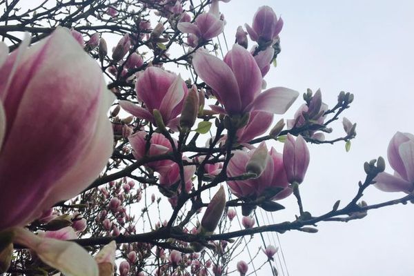 Magnolias