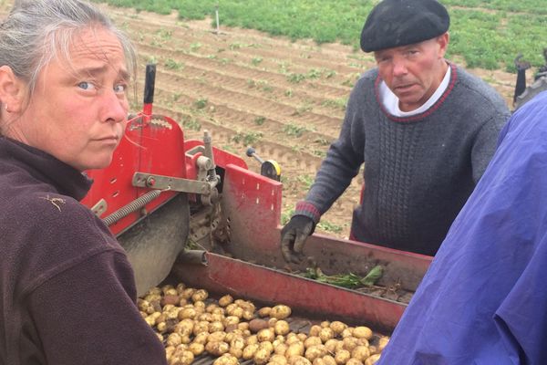 1800 tonnes sont vendues chaque année par la coopérative de l'île de Ré