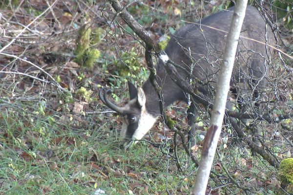 Un chamois sur les hauteurs de Besançon en décembre 2024.