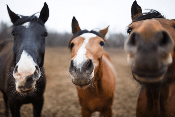 Quatre chevaux en divagation sur le périphérique de Nantes le 30 mai 2023, photo d'illustration