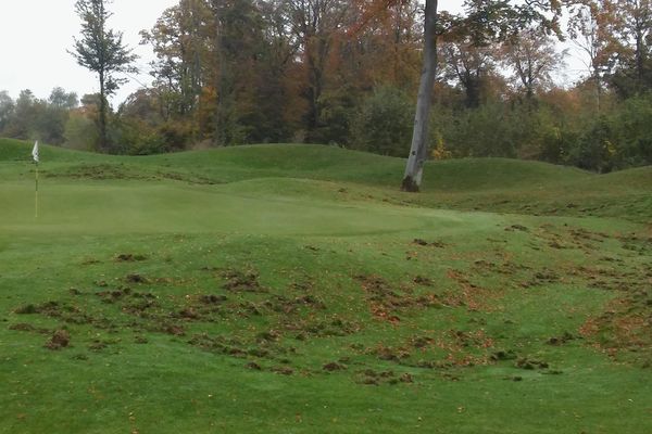 le golf détérioré par les sangliers à Longwy