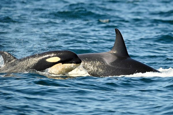 Les orques que l'on peut croiser dans les eaux françaises appartiennent principalement à des populations nomades qui migrent dans l'Atlantique Nord.