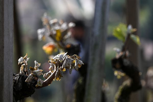 Un épisode de gel tardif avait ravagé vignobles et exploitations agricoles en Auvergne-Rhône-Alpes en avril 2021.