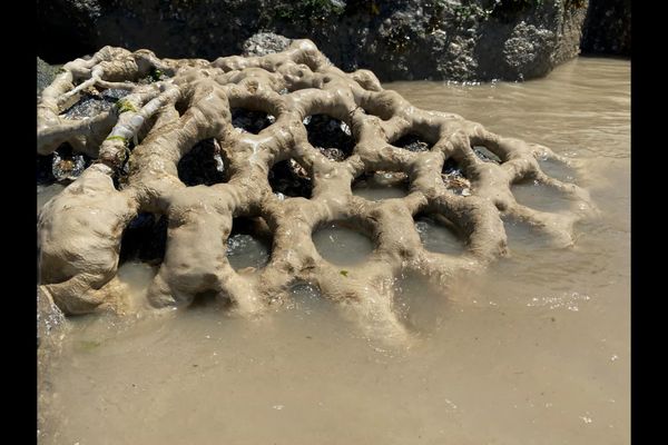 Des bactéries marines pour lutter contre l'érosion du littoral