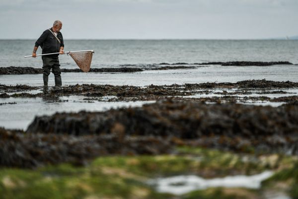 7 des 13 gisements de moules du Pas-de-Calais ont été interdits par la préfecture, laissant les pêcheurs à pied dans le désarroi.