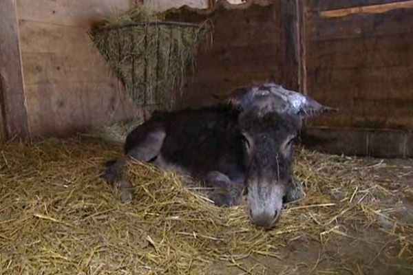 Près de l'Isle-Jourdain, des ânes blessés restent traumatisés.